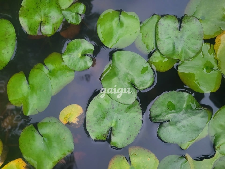 Mỹ Linh, trắng như tuyết xinh ko tùy vết.